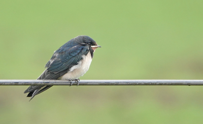 <i class='fa fa-user'></i>&nbsp;nelappelmelk&nbsp;|   Boerenzwaluw&nbsp; <i class='fa fa-eye'>&nbsp;138</i> &nbsp; <i class='fa fa-comment-o'>&nbsp;1</i>