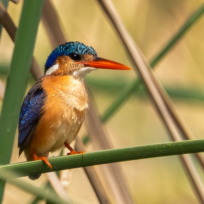 De dagen dat we bij Calypso lunchte, was het een zekerheid dat er meerdere Pied Kingfishers waren en op sommige momenten was er ook een Malachite. Helaas aan de andere kant van het water. Een vrij grote afstand, zeker met zo'n kleine vogel. Toch tevreden over het resultaat!