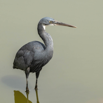 Calypso was goud, gevonden via Tripadvisor. By far het beste restaurant waar we hebben gegeten. Het water waaraan de tuin ligt wordt dan niet eens benoemd, maar is een cadeau. De hoeveelheid vogels en benaderbaarheid is uniek.