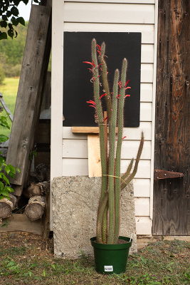 De cactus waar de kolibrie bij kwam heb hem met plezier op de foto gezet.
