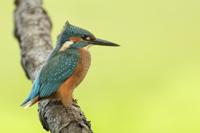 <i class='fa fa-user'></i>&nbsp;henksteen&nbsp;|   IJsvogel&nbsp; <i class='fa fa-eye'>&nbsp;164</i> &nbsp; <i class='fa fa-comment-o'>&nbsp;2</i>