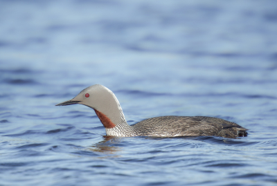 <i class='fa fa-user'></i>&nbsp;HansMolenaar&nbsp;|   Roodkeelduiker&nbsp; <i class='fa fa-eye'>&nbsp;255</i> &nbsp; <i class='fa fa-comment-o'>&nbsp;4</i>