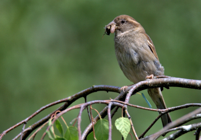 <i class='fa fa-user'></i>&nbsp;RTL&nbsp;|   Huismus&nbsp; <i class='fa fa-eye'>&nbsp;157</i> &nbsp;<i class='fa fa-thumbs-up'>&nbsp;1</i> &nbsp; <i class='fa fa-comment-o'>&nbsp;2</i>