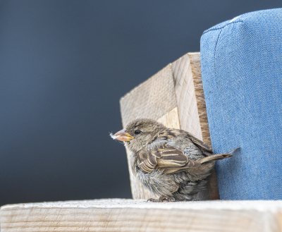 Het voordeel van al dat grijze weer en die temperaturen onder de 20 graden is dat er weinig tot geen mensen op de terrasjes op het strand zitten. Althans een voordeel voor de natuurfotograaf, want zonder al die mensen kun je rustig je gang gaan. Hier vond ik een jonge huismus die regelmatig door zijn/haar ouders gevoerd werd. En als je dan toch moet wachten op je pa en ma, dan kun je in de tussentijd je tegoed doen aan een stukje stof van n van de kussens van de terrasbankjes. En erachter komen dat dit niet eetbaar is. De donkerblauwe achtergrond ontstaat hier door n van de terraskussens achter het bankje op de voorgrond.