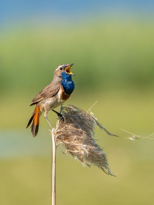 <i class='fa fa-user'></i>&nbsp;jacolienl&nbsp;|   Blauwborst&nbsp; <i class='fa fa-eye'>&nbsp;258</i> &nbsp;<i class='fa fa-thumbs-up'>&nbsp;3</i> &nbsp; <i class='fa fa-comment-o'>&nbsp;8</i>