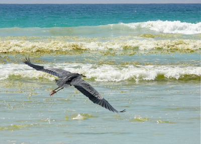 <i class='fa fa-user'></i>&nbsp;guido mwm&nbsp;|   Amerikaanse Blauwe Reiger&nbsp; <i class='fa fa-eye'>&nbsp;182</i> &nbsp;<i class='fa fa-thumbs-up'>&nbsp;5</i> &nbsp; <i class='fa fa-comment-o'>&nbsp;10</i>