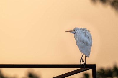 In het mooie opkomende ochtendlicht zat deze Koereiger op een stellage te poseren. Deze kans kon ik niet laten schieten.