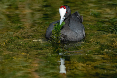 Als ik niet van het bestaan van deze knobbelmeerkoet had geweten had ik gedacht aan 2 enorme teken op de kop van een meerkoet. In de wetlands van Mallorca komt deze soort voor. Ik heb niet veel foto's gemaakt op Mallorca omdat het over het algemeen veel te warm was dus meer tijd in het zwembad doorgebracht. Indien ik hem een dag later had genomen had ik hem met de maandopdracht laten meedoen.