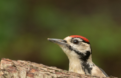 Gisteren bezig geweest met de juveniele grote bonte spechten. We hebben er hier drie. Geprobeed om ze nu eens anders op de foto te krijgen. Deze foto waarbij hij zijn kop net boven de stam uitsteekst vond ik wel goed.