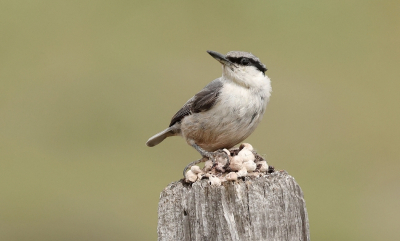 <i class='fa fa-user'></i>&nbsp;Leo Tukker&nbsp;|   Rotsklever&nbsp; <i class='fa fa-eye'>&nbsp;235</i> &nbsp;<i class='fa fa-thumbs-up'>&nbsp;1</i> &nbsp; <i class='fa fa-comment-o'>&nbsp;2</i>