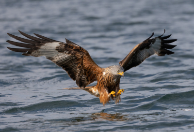 Afgelopen juni in Feldberg - Duitsland vanuit een fluisterboot rode wouw, zwarte wouw, visarend en zeearend in actie gefotografeerd. Mede door het fraaie licht wat leuke plaatjes kunnen schieten. Deze rode wouw had de techniek al aardig onder de knie.