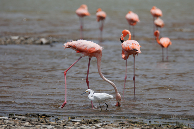 <i class='fa fa-user'></i>&nbsp;Erik van Ark&nbsp;|   Amerikaanse Kleine Zilverreiger&nbsp; <i class='fa fa-eye'>&nbsp;173</i> &nbsp;<i class='fa fa-thumbs-up'>&nbsp;1</i> &nbsp; <i class='fa fa-comment-o'>&nbsp;4</i>