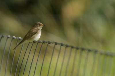 <i class='fa fa-user'></i>&nbsp;Wil Doorn-Meijne&nbsp;|   Grauwe Vliegenvanger&nbsp; <i class='fa fa-eye'>&nbsp;197</i> &nbsp;<i class='fa fa-thumbs-up'>&nbsp;4</i> &nbsp; <i class='fa fa-comment-o'>&nbsp;6</i>
