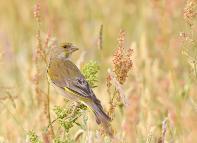 <i class='fa fa-user'></i>&nbsp;henkdikkers&nbsp;|   Groenling&nbsp; <i class='fa fa-eye'>&nbsp;175</i> &nbsp;<i class='fa fa-thumbs-up'>&nbsp;13</i> &nbsp; <i class='fa fa-comment-o'>&nbsp;8</i>