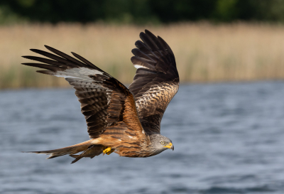 Afgelopen juni in Feldberg - Duitsland vanuit een fluisterboot rode wouw, zwarte wouw, visarend en zeearend in actie gefotografeerd. Deze foto is een vervolg op de jagende rode wouw van gisteren. Het gevangen visje wordt zorgvuldig vastgehouden.