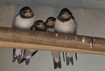 <i class='fa fa-user'></i>&nbsp;RTL&nbsp;|   Boerenzwaluw&nbsp; <i class='fa fa-eye'>&nbsp;160</i> &nbsp;<i class='fa fa-thumbs-up'>&nbsp;3</i> &nbsp; <i class='fa fa-comment-o'>&nbsp;10</i>