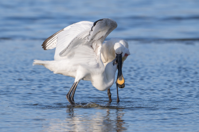 <i class='fa fa-user'></i>&nbsp;Conny Schotanus&nbsp;|   Lepelaar&nbsp; <i class='fa fa-eye'>&nbsp;182</i> &nbsp; <i class='fa fa-comment-o'>&nbsp;3</i>