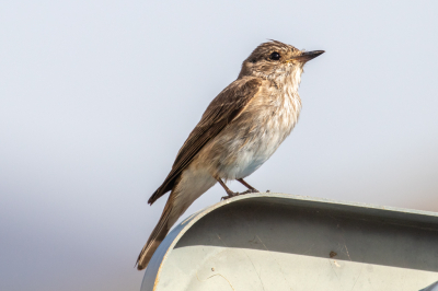 <i class='fa fa-user'></i>&nbsp;Louis56&nbsp;|   Grauwe Vliegenvanger&nbsp; <i class='fa fa-eye'>&nbsp;121</i> &nbsp; <i class='fa fa-comment-o'>&nbsp;1</i>