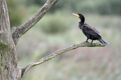 <i class='fa fa-user'></i>&nbsp;Gert&nbsp;|   Aalscholver&nbsp; <i class='fa fa-eye'>&nbsp;121</i> &nbsp; <i class='fa fa-comment-o'>&nbsp;2</i>