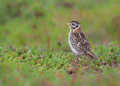 Tijdens het fotograferen van de roodkeelduikers, hoorde ik wat geluid naast me. Dat bleek een ijsgors te zijn. Prachtige vogeltjes! Het was op dat moment een luxeprobleem.. welke vogels geef ik de voorkeur.. ik hoop nog vaak in zulk soort situaties te komen, haha.