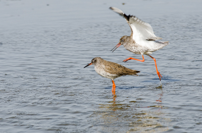 Uit het archief. Was niet veel te fotograferen de laatste weken. Zat in een bosgebied. Prachtig om er te zijn maar niet om te fotograferen, althans. voor mij niet. Hoor wel vogels,Net voor  maar zie ze nooit.
Dus maar aan het opschonen geweest. Kwam een serie tegen van parende Tureluurs genomen vanuit de hut Ezumakeeg. Was er een paar weken geleden ook maar geen hut meer en er stonden hele stukken droog.  In de verte wat vogels.