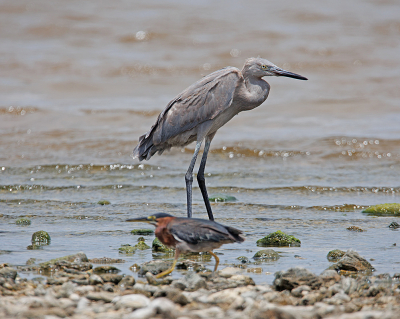 <i class='fa fa-user'></i> Erik van Ark |   Roodhalsreiger  <i class='fa fa-eye'> 160</i>   <i class='fa fa-comment-o'> 1</i>