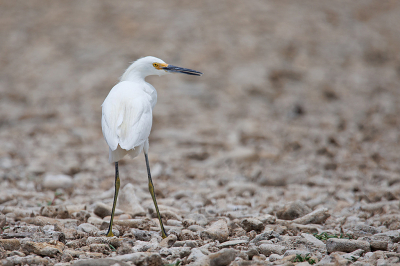 <i class='fa fa-user'></i> Erik van Ark |   Amerikaanse Kleine Zilverreiger  <i class='fa fa-eye'> 155</i>   <i class='fa fa-comment-o'> 2</i>