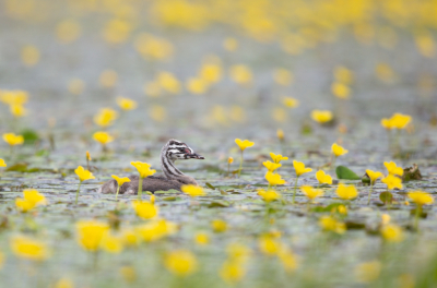 Bloemen maken de foto al is het soms lastig om nog een bloemenrijke foto te maken in ons kikkerland.