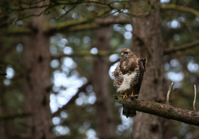 <i class='fa fa-user'></i> Ruben de Bruijn |   Buizerd  <i class='fa fa-eye'> 150</i>   <i class='fa fa-comment-o'> 4</i>
