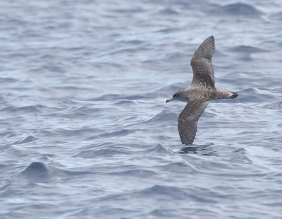 Kuhls Pijlstormvogel foto is genomen in Portugal tijdens een boot tocht op zee.