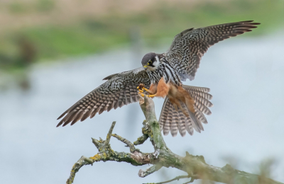 Falco subbuteo / Boomvalk / Eurasian Hobby