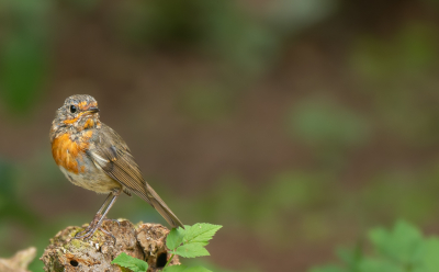 Deze juveniele roodborst begint steeds meer te ruien naar het adulte kleed. Deze pose  vond ik wel leuk. Een tikje eigenwijs