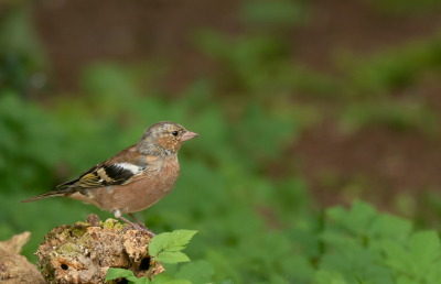 We hebben hier vrij veel jonge vinklen in onze bostuin. Dit jonge mannetje zit al aardig in de richting van het volwassen kleed.