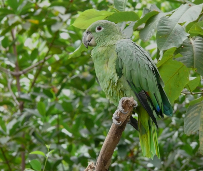 <i class='fa fa-user'></i> guido mwm | Grote Amazone  <i class='fa fa-eye'> 144</i>  <i class='fa fa-thumbs-up'> 4</i>   <i class='fa fa-comment-o'> 13</i>