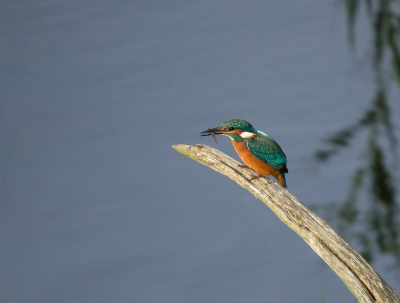 <i class='fa fa-user'></i> Truus Aletta Maan |   IJsvogel  <i class='fa fa-eye'> 60</i>   <i class='fa fa-comment-o'> 16</i>