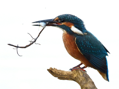 <i class='fa fa-user'></i> corvanspijk |   IJsvogel  <i class='fa fa-eye'> 73</i>  <i class='fa fa-thumbs-up'> 1</i>   <i class='fa fa-comment-o'> 18</i>