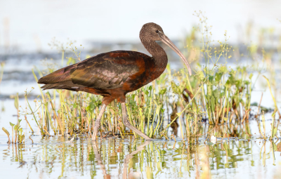 <i class='fa fa-user'></i> Hans Overduin |   Zwarte Ibis  <i class='fa fa-eye'> 306</i>  <i class='fa fa-thumbs-up'> 15</i>   <i class='fa fa-comment-o'> 17</i>