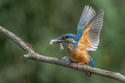 <i class='fa fa-user'></i> wouterroepel |   IJsvogel  <i class='fa fa-eye'> 86</i>  <i class='fa fa-thumbs-up'> 7</i>   <i class='fa fa-comment-o'> 17</i>