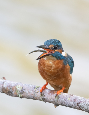 Zoals zo vaak, bleek ook dit weer lastiger dan verwacht. Maar het is gelukt om een IJsvogel te vinden die zo vriendelijk was om zijn visje duidelijk zichtbaar 'in positie te gooien', om hem vervolgens door te kunnen slikken. 
De foto is genomen vanuit een openbare hut, waar ik regelmatig kom i.v.m. een maandelijkse vogeltelling. Het geluk was die dag met mij. Er waren op dat moment meerdere IJsvogels actief.