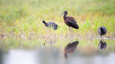 <i class='fa fa-user'></i> kevinhollmann |   Zwarte Ibis  <i class='fa fa-eye'> 266</i>  <i class='fa fa-thumbs-up'> 8</i>   <i class='fa fa-comment-o'> 7</i>