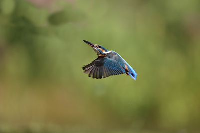 <i class='fa fa-user'></i> Erjan Averesch |   IJsvogel  <i class='fa fa-eye'> 220</i>  <i class='fa fa-thumbs-up'> 4</i>   <i class='fa fa-comment-o'> 5</i>