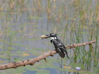 <i class='fa fa-user'></i> guido mwm |   Bonte IJsvogel  <i class='fa fa-eye'> 181</i>   <i class='fa fa-comment-o'> 2</i>