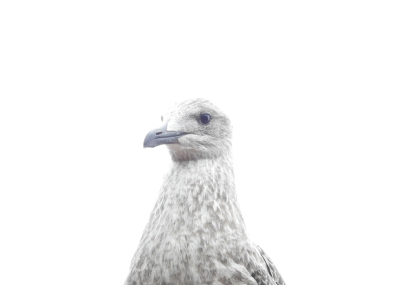 <i class='fa fa-user'></i> Jovanzo |   Zilvermeeuw  <i class='fa fa-eye'> 172</i>  <i class='fa fa-thumbs-up'> 2</i>   <i class='fa fa-comment-o'> 3</i>