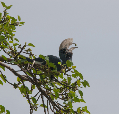 <i class='fa fa-user'></i> guido mwm |   Zilveroorneushoornvogel  <i class='fa fa-eye'> 178</i>  <i class='fa fa-thumbs-up'> 2</i>   <i class='fa fa-comment-o'> 5</i>