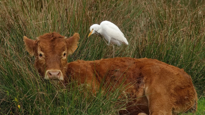<i class='fa fa-user'></i> Boudewijn Schreiner |   Koereiger  <i class='fa fa-eye'> 216</i>  <i class='fa fa-thumbs-up'> 7</i>   <i class='fa fa-comment-o'> 6</i>