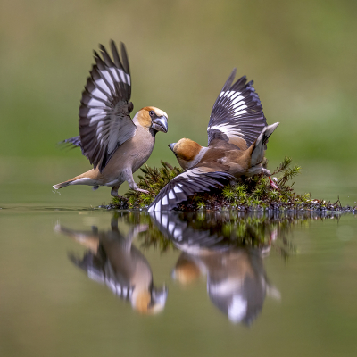 Coccothraustes coccothraustes / Appelvink / Hawfinch