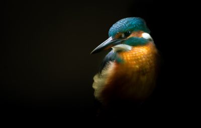 Sitting in my temporary hide, I was lucky enough to get a visit from a kingfisher. I took this photo which I am happy with.