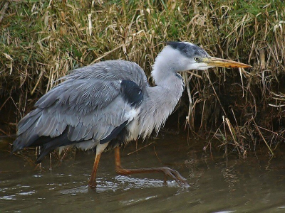 Eindelijk eens een keer een blauwe reiger die een beetje dichtbij zat voor mij 75-300mm lens.