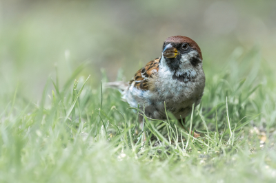 Zelden kom ik hier een ringmus tegen en was daarom blij dat het me eindelijk gelukt is er 1 vast  te leggen. Regelmatig zie ik de mooiste foto's op BP van ringmussen maar bij ons in de buurt zijn het bijna allemaal huismussen.