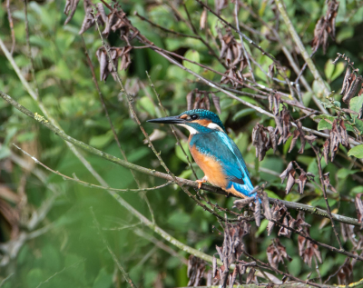 Ik ga meestal op de fiets de polder in ,en ik had deze vogel al verschillende keren voorbij zien vliegen op mijn vorige rondjes.
Maar nu zat hij in de boom waar ik heb altijd voorbij zag vliegen ,gauw camera er bij gepakt en zo kon ik hem uit de hand vastleggen, hij bleef net lang genoeg zitten.